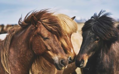 Wichtige Informationen zum Thema Pferdeimpfungen