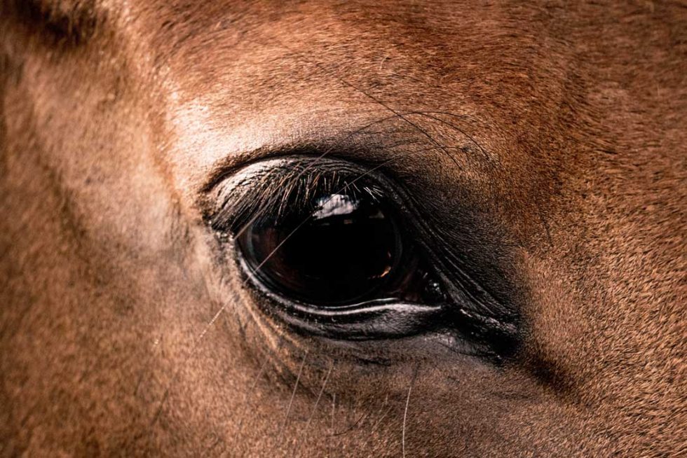 Augenausfluss beim Pferd Erkennen und behandeln