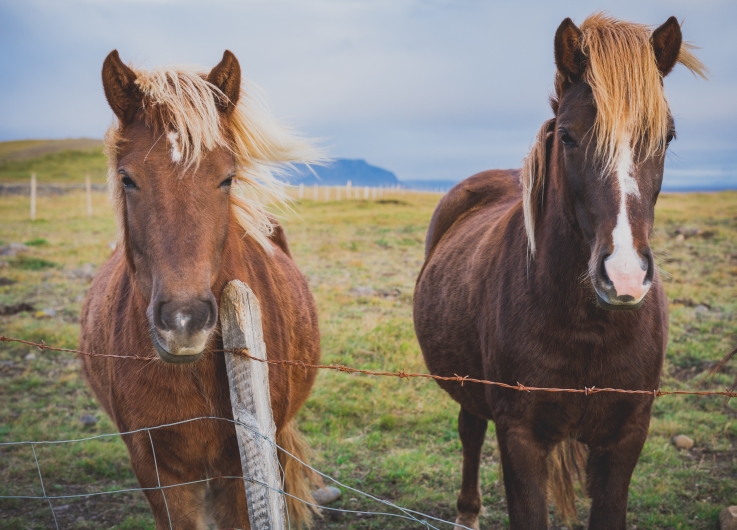 Anzeigepflichtige Pferdekrankheiten in Deutschland