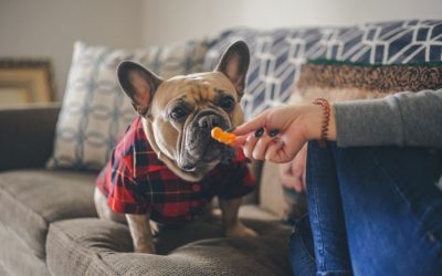 Eine Futtermittelallergie beim Hund sollte ernst genommen werden
