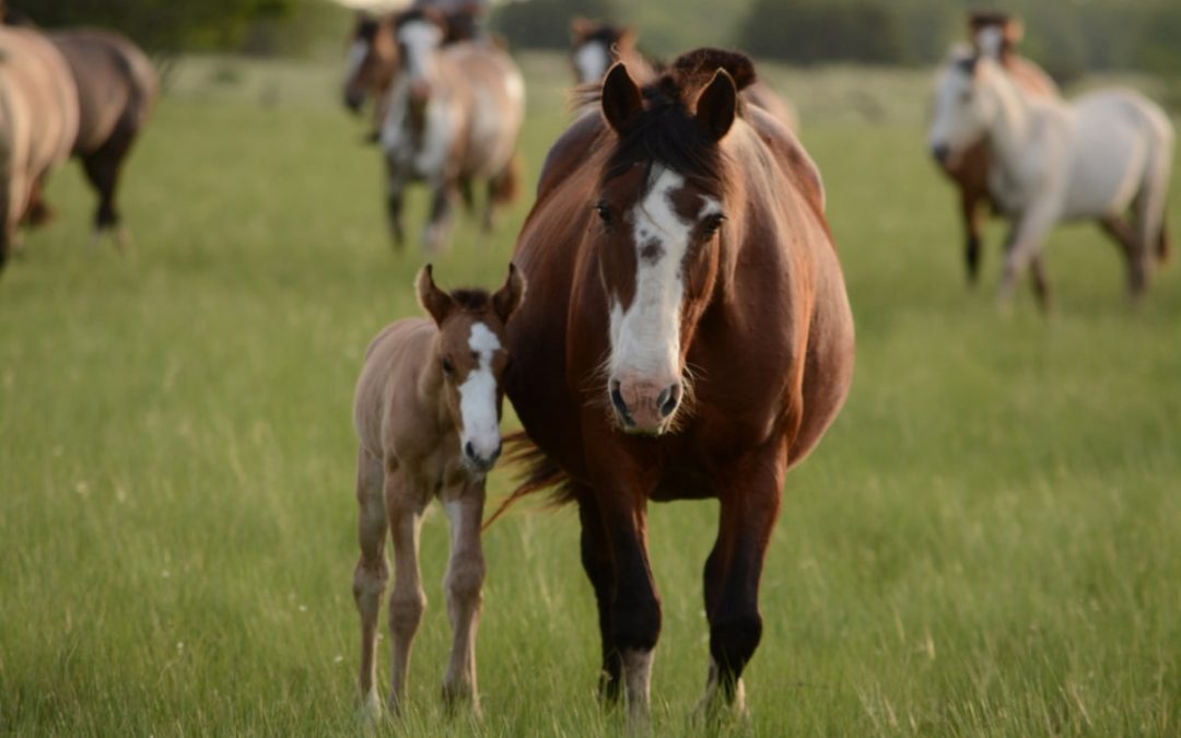 Tetanus-Impfung beim Pferd – eine wichtige Gesundheitsvorsorge