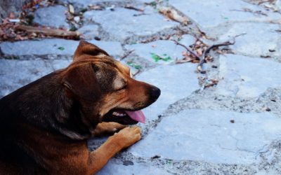 Diabetes beim Hund: Diagnose und Behandlung