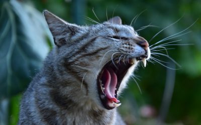 Eine Zahnerkrankung bei der Katze rechtzeitig erkennen